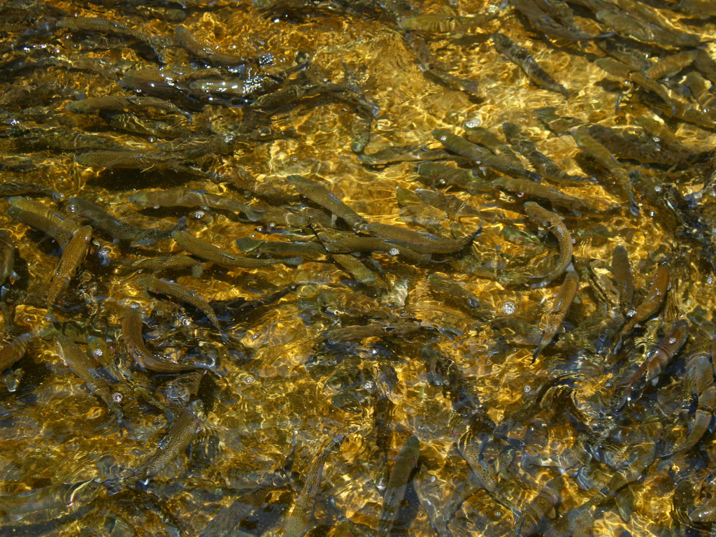 Fall Salmon Opener Yields Salmon Limits