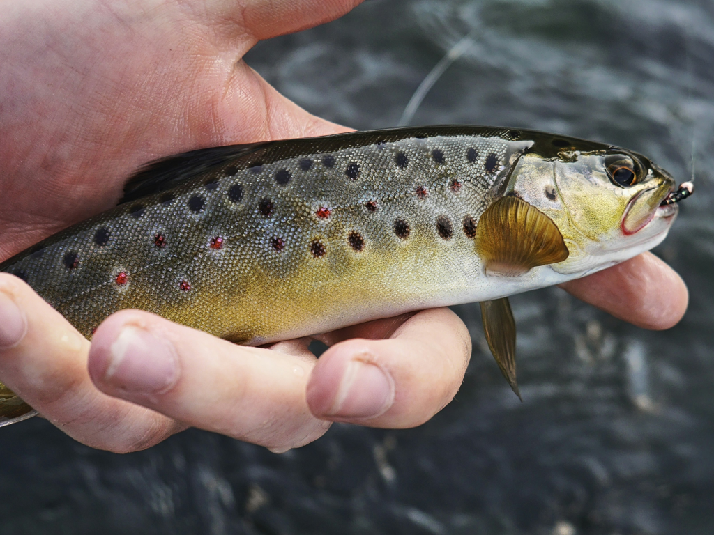 Spotlight on Conservation