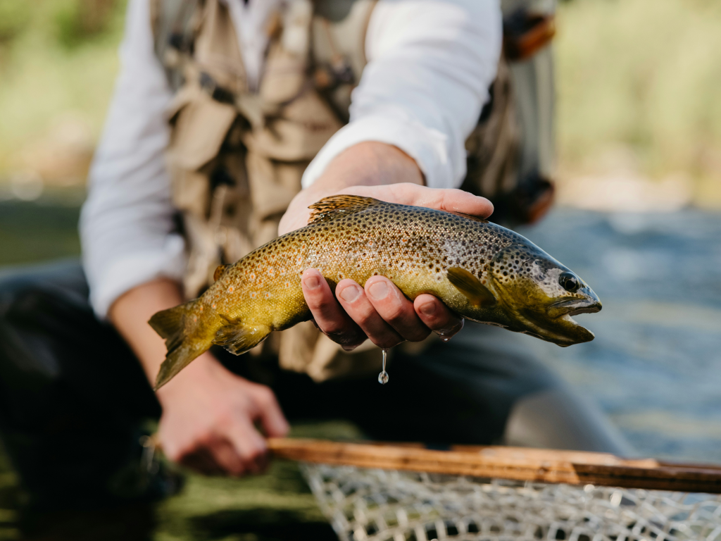 Fish photo