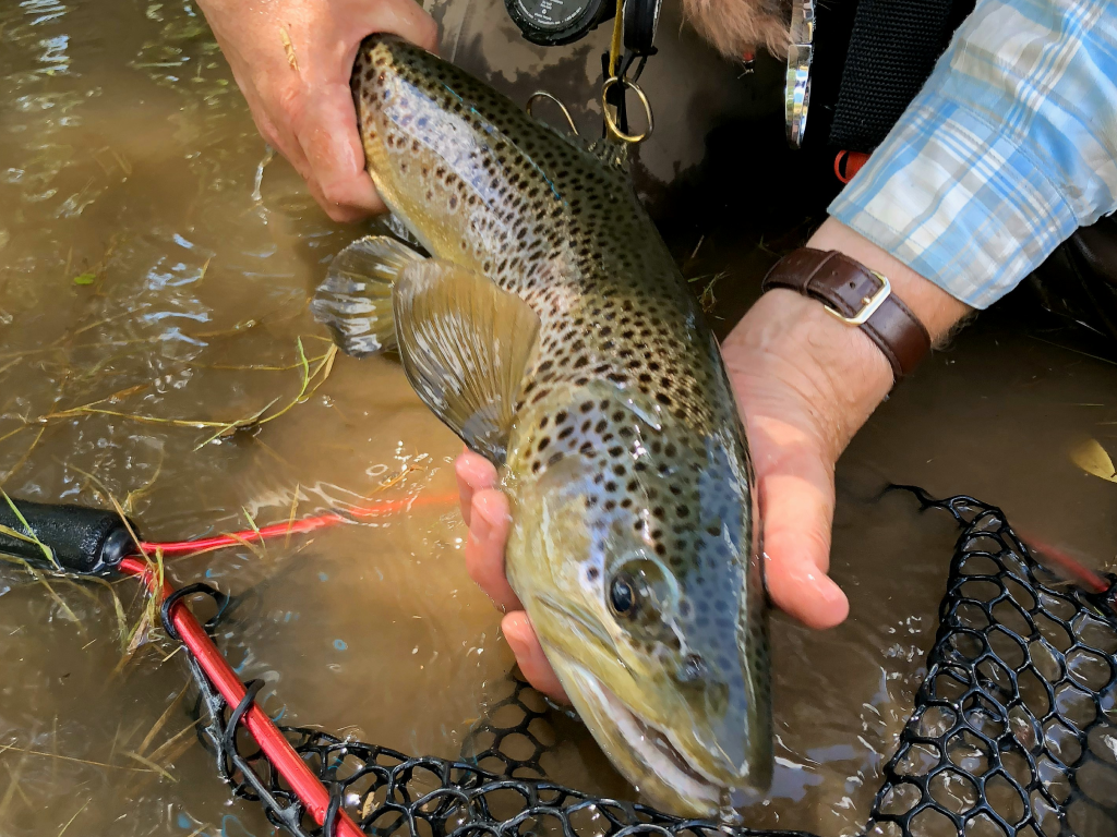 Fish photo