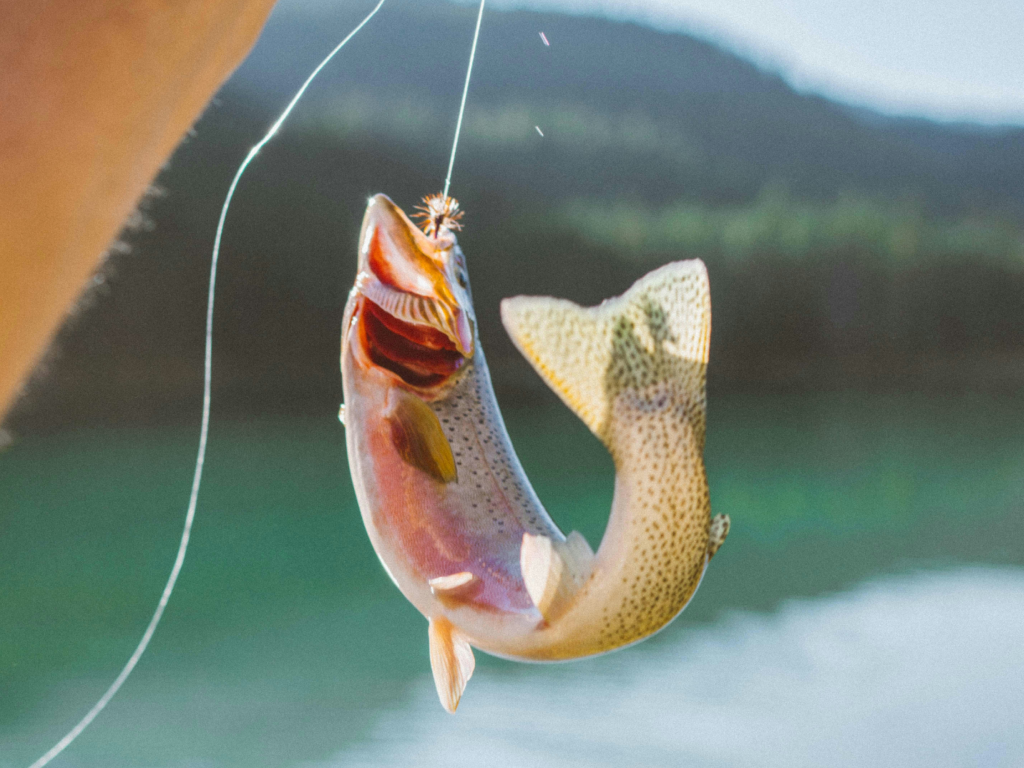 Fish photo