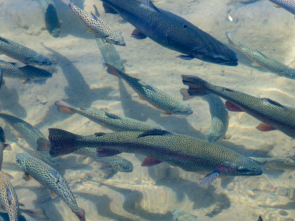 Fish photo