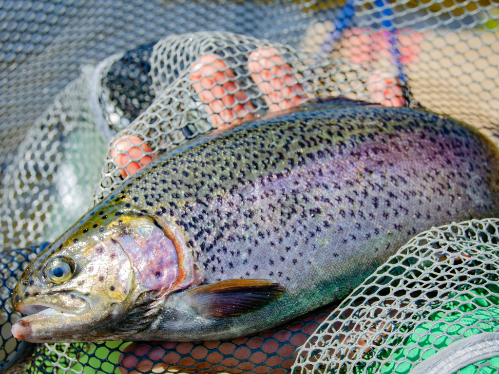 Fish photo