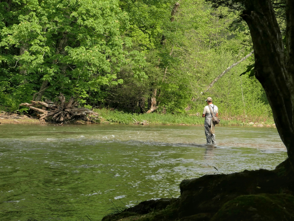 Kittles Calling Contest PR