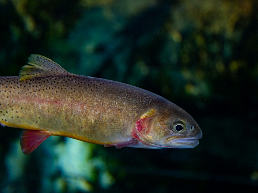 Fish photo
