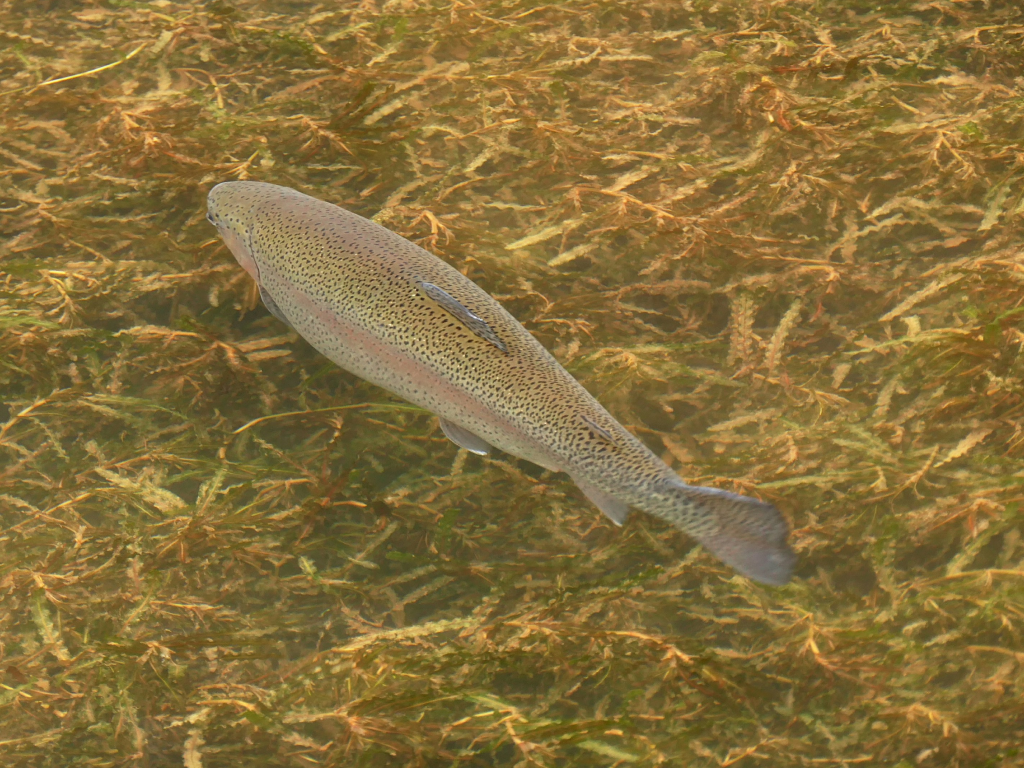 Fish photo