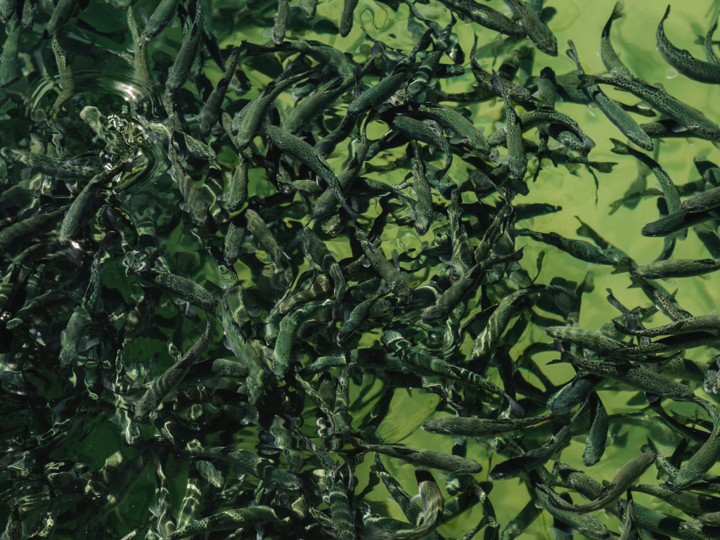 CDFW: 'Salmon Everywhere' One Year After Klamath River Dam Removal