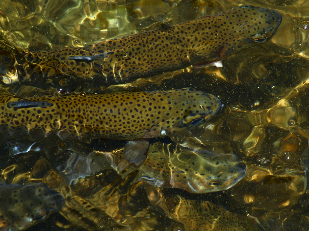 American River salmon/steelhead production in jeopardy due to budget cuts.