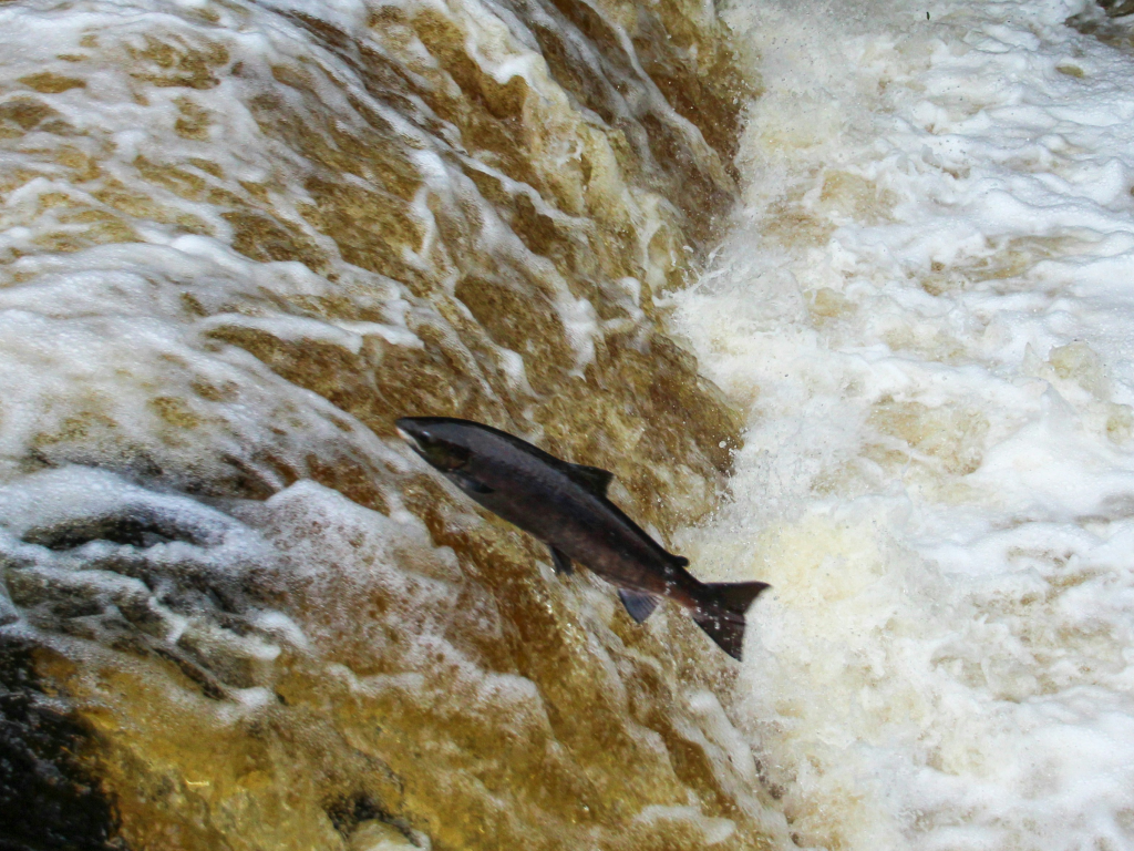 Bill protecting Scott and Shasta River salmon signed, first salmon caught on video above Keno Dam