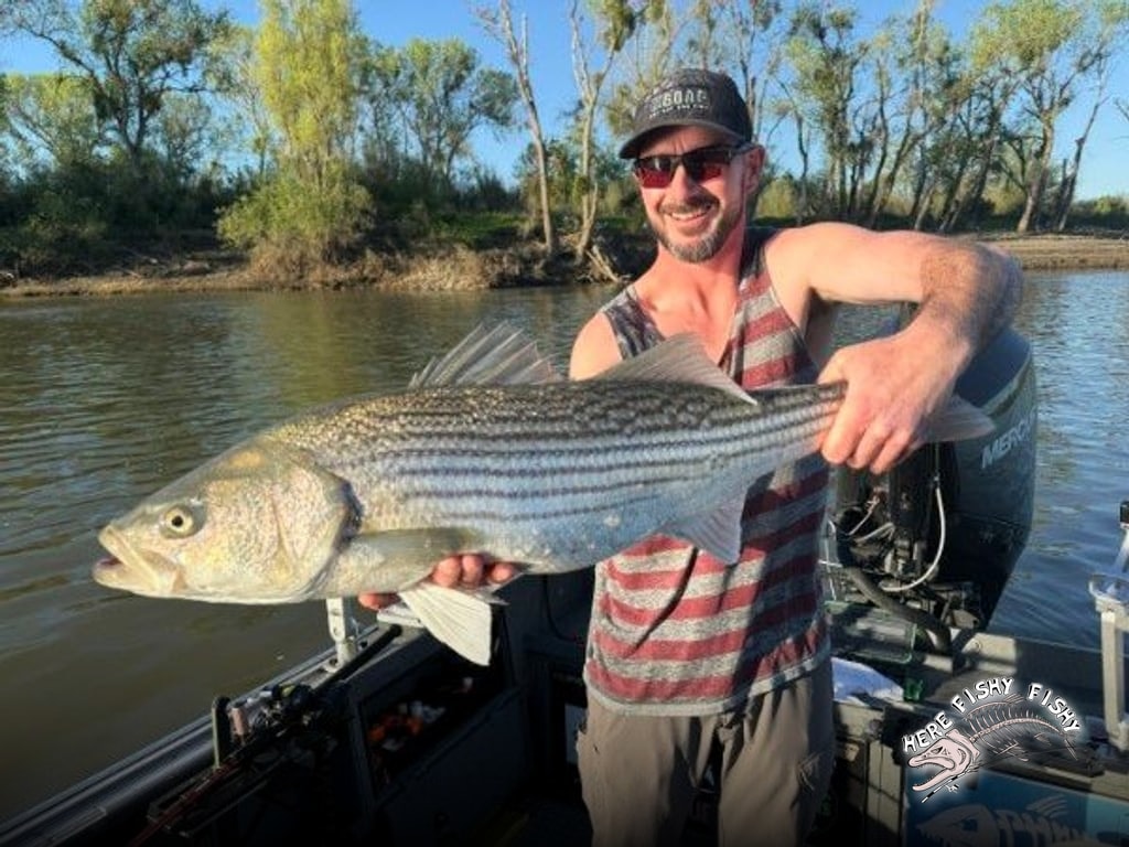 Chasing Big Stripers Up the Sacramento